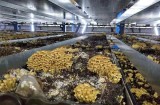 湖南沅江：废渣变养料 芦菇产业助力环保经济双丰收