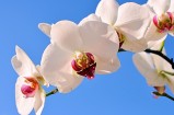 名爵MG MULAN优惠24000元 售11.58万起